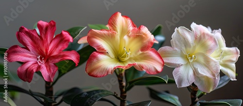 These three flowers are known as Desert Rose Impala Lily and Mock Azalea can be seen in a nature setting in a copy space image photo