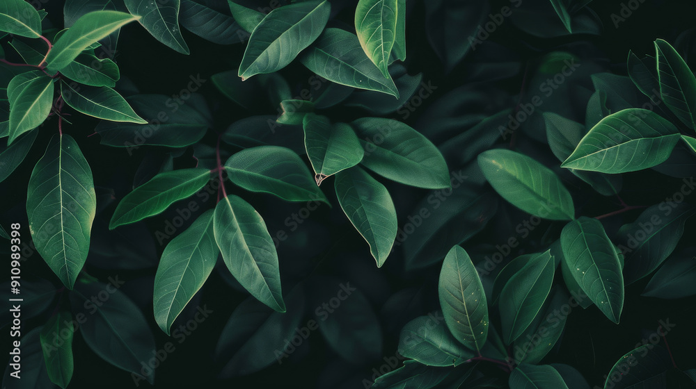 Close-up of dark green leaves against a black background, highlighting the vivid details and textures of the foliage. Close-up of dark green leaves against a black background, highlighting the vivid details and textures of the foliage.