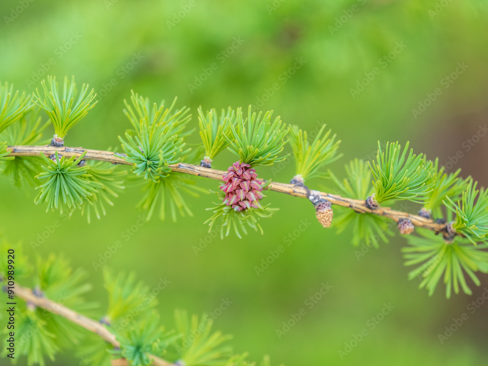 Larch tree fresh pink cones blossom at spring on nature background Larch tree fresh pink cones blossom at spring on nature background