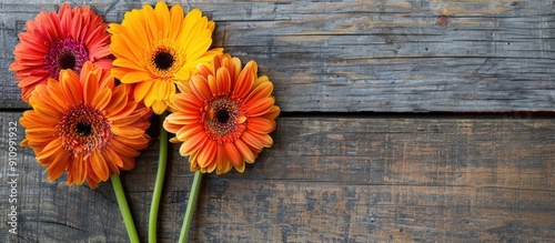 Three vibrant gerbera flowers displayed on a wooden surface with a blank area for additional text or images ideal as a copy space image