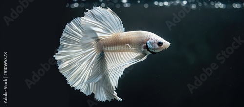 A beautiful white Rosetail Betta fish with a vibrant Half Moon tail known as Betta splendens swimming in water against a black background with ample copy space image photo