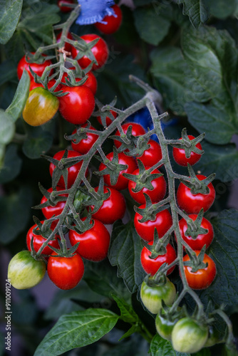 Cocktail- oder Kirschtomaten, auf dem Balkon in Töpfe gezogen photo