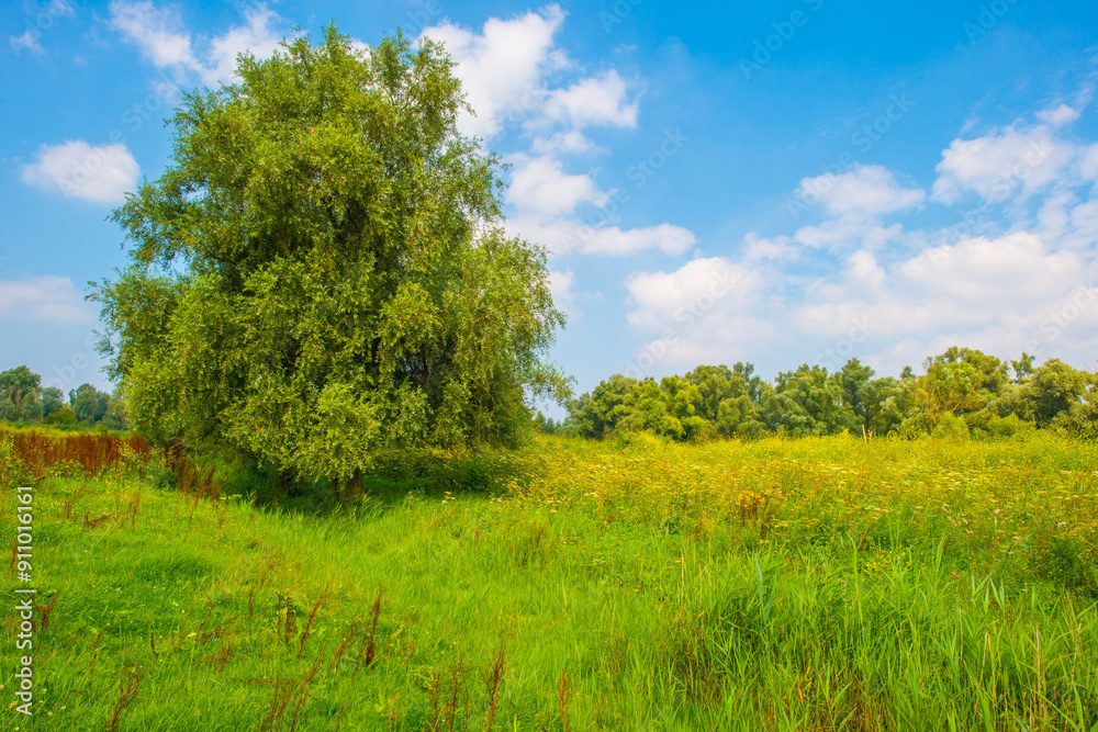 Wild flowers in scenic nature in sunlight in summer, Almere, Flevoland, The Netherlands, August 2, 2024 Wild flowers in scenic nature in sunlight in summer, Almere, Flevoland, The Netherlands, August 2, 2024