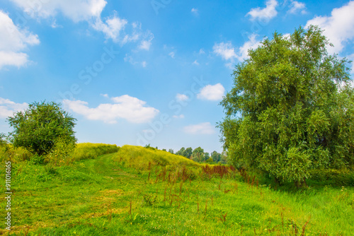 Wild flowers in scenic nature in sunlight in summer, Almere, Flevoland, The Netherlands, August 2, 2024