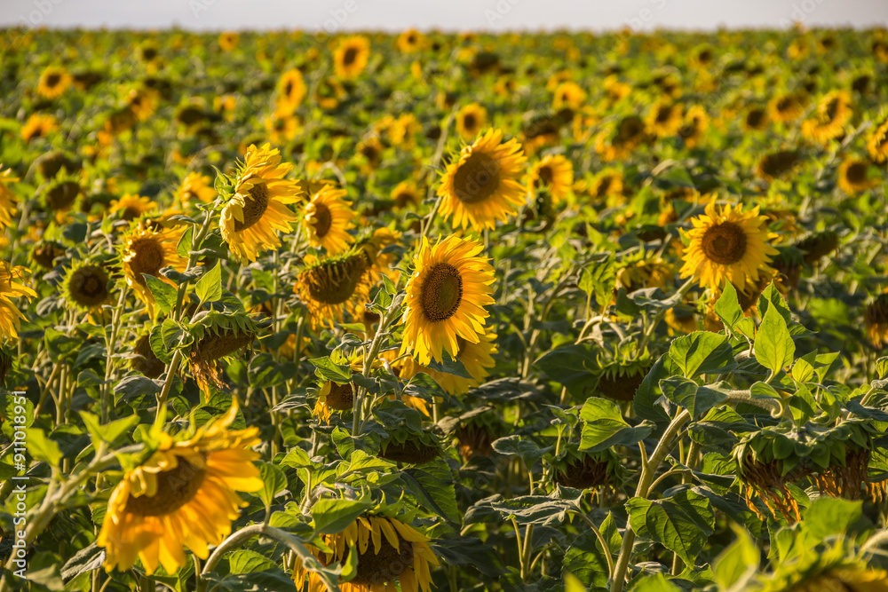 Fototapeta premium A field of sunflowers on a bright sunny day. Sunflower close-up. Agriculture. Sunflower oil production
