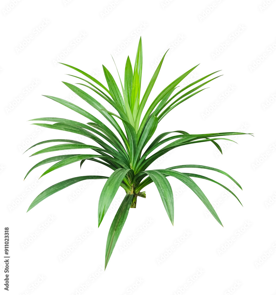 a plant with green leaves on a transparent background, a plant that is green and has a png background a plant with green leaves on a transparent background, a plant that is green and has a png background