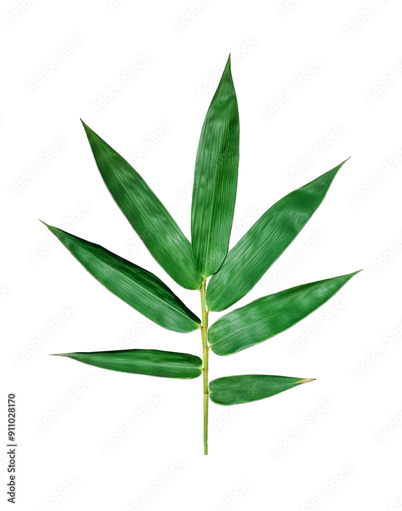 green bamboo leaves isolated on white background, a green leaf of bamboo on a white background, a green palm leaf on a white background green bamboo leaves isolated on white background, a green leaf of bamboo on a white background, a green palm leaf on a white background