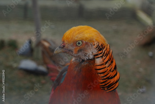 The Golden Pheasant (Chrysolophus pictus), also known as the Chinese Pheasant, is a bird renowned for its vivid and colorful plumage. |紅腹錦雞 photo