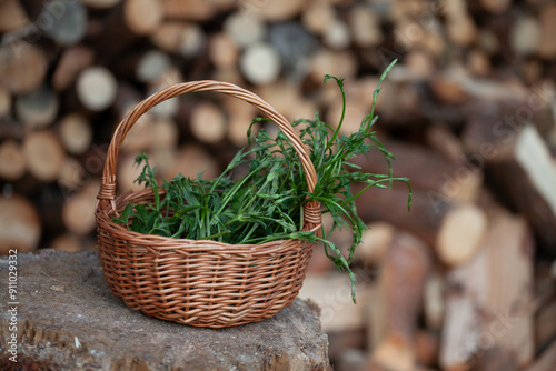 Hop shoots, hops spears -  forage for edible green vegetable  -  bruscandoli in the early spring. photo