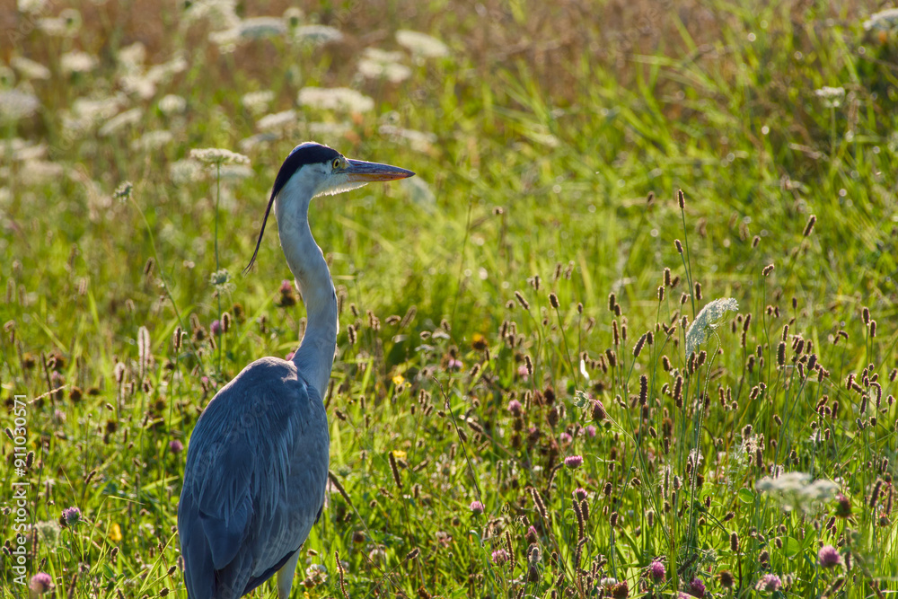 Fototapeta premium grey heron in the field on sunny summer evening