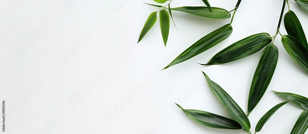 Fototapeta premium Isolated bamboo leaves on a white backdrop with copy space image.