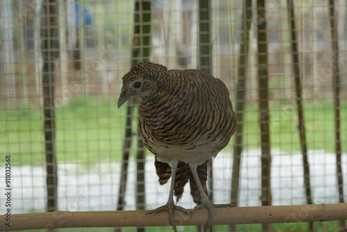 Lady Chrysolophus amherstiae, commonly known as Lady Amherst's Pheasant, is a bird species known for its striking appearance and vibrant plumage. |白腹錦雞 photo