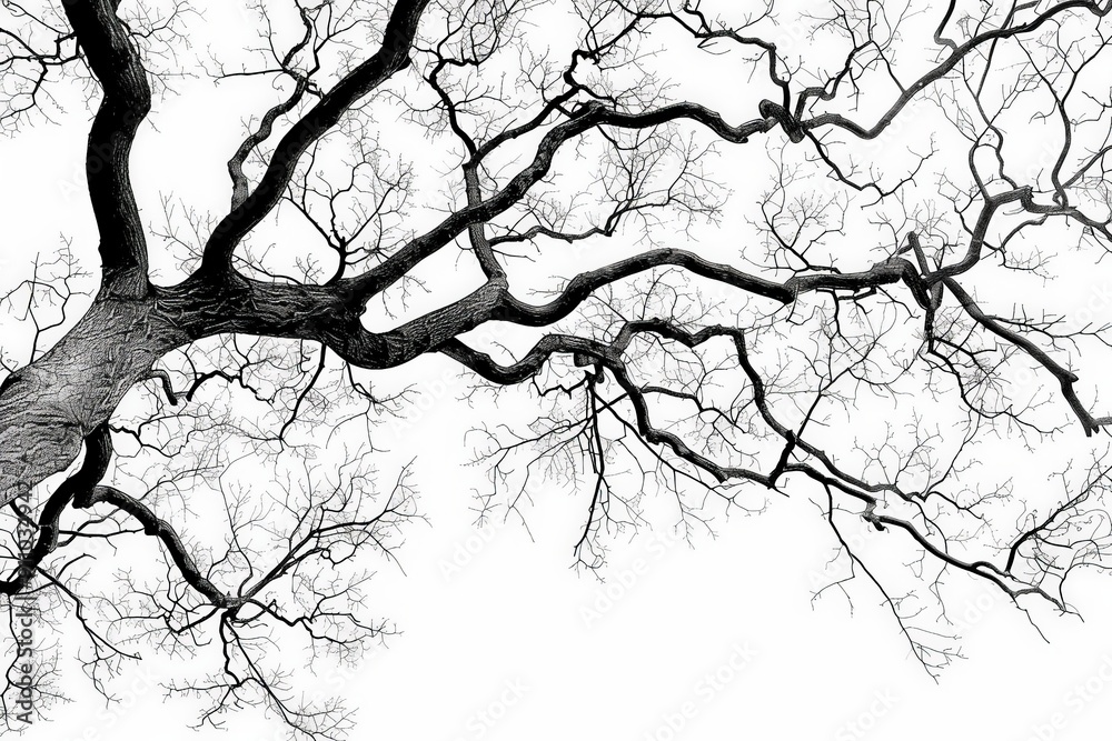 Fototapeta premium This image features the detailed, sprawling branches of a tree in black and white, highlighting the intricate, natural patterns and the beauty of its form.