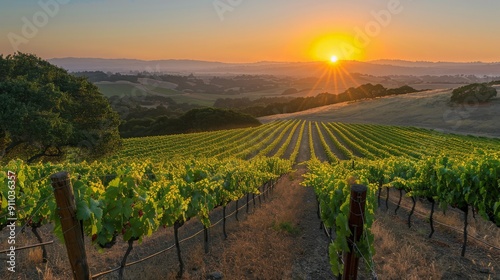 Wallpaper Mural A stunning sunset scene showcasing a vast vineyard with lush green grapevines stretching into the horizon, creating a harmonious blend of nature and light, emphasizing natural beauty. Torontodigital.ca