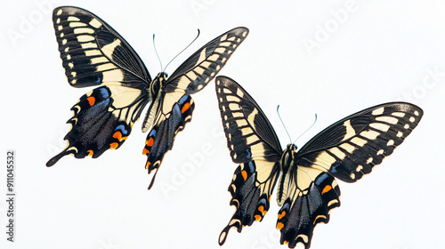 Pair of swallowtail butterf...