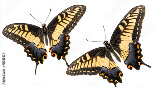 Pair of swallowtail butterf...