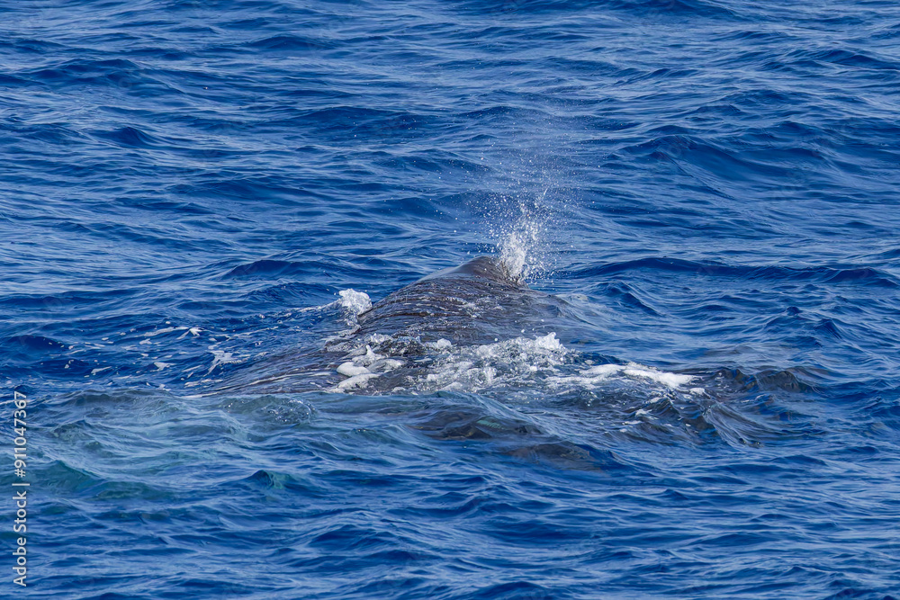 Naklejka premium whale in the mediterranean sea