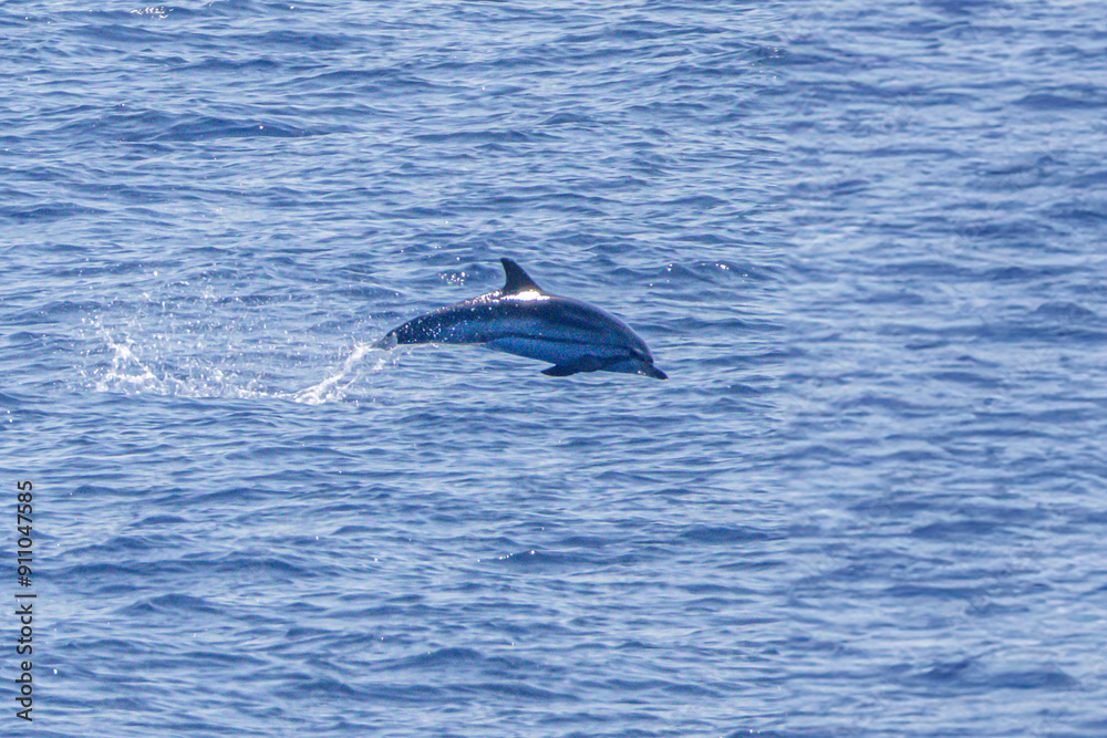 Fototapeta premium dolphin in the Mediterranean sea