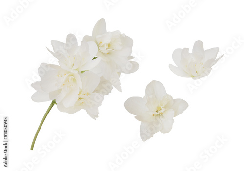 Set of jasmine flowers isolated on white or transparent background