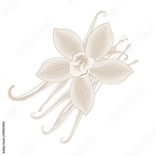 Vector illustration logo line art Vanilla flower and pods