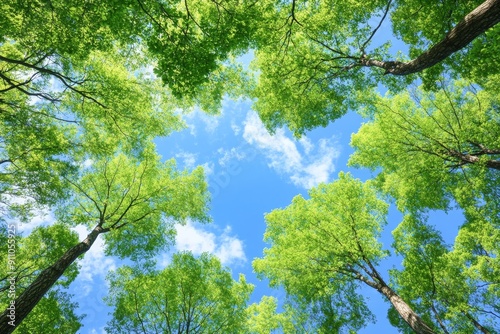 A canopy of green leaves reaching for the blue sky.