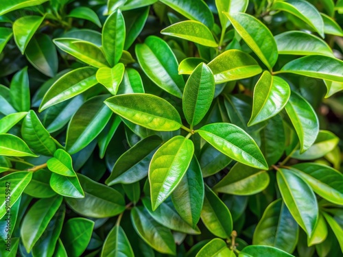 Vibrant green leaves and thorny stems of Pereskia Sacharosa, a medicinal plant, thrive in natural light, showcasing its unique texture and health benefits. photo