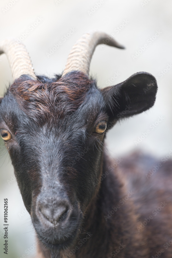 Picos de Europa (Asturias)
