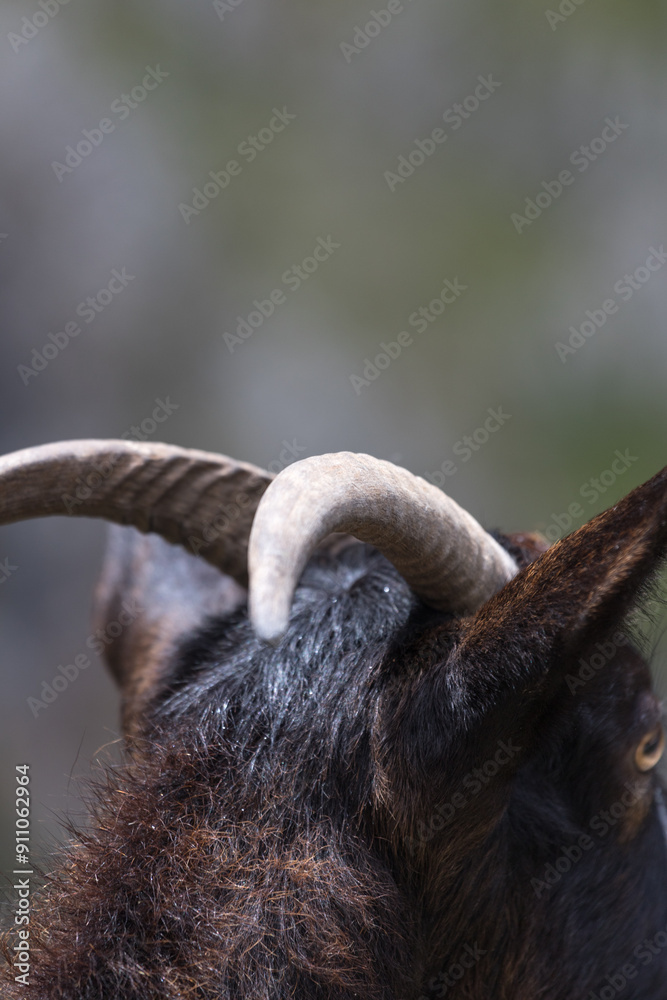 Obraz premium Picos de Europa (Asturias)