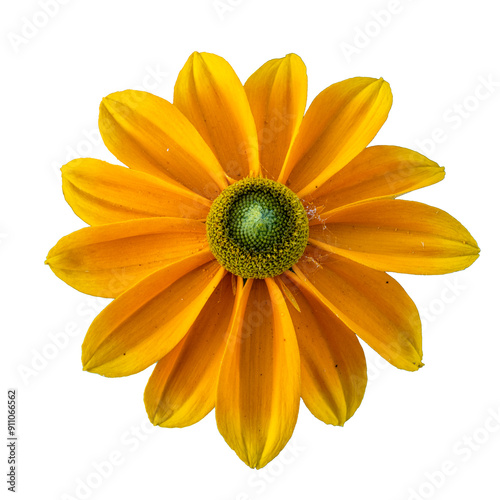 fleur aux treize pétales de couleur jaune orangé, PNG sur fond transparent photo