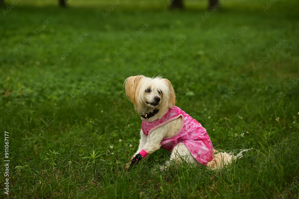 Portrait of a chinese crested dog lying in the summer park