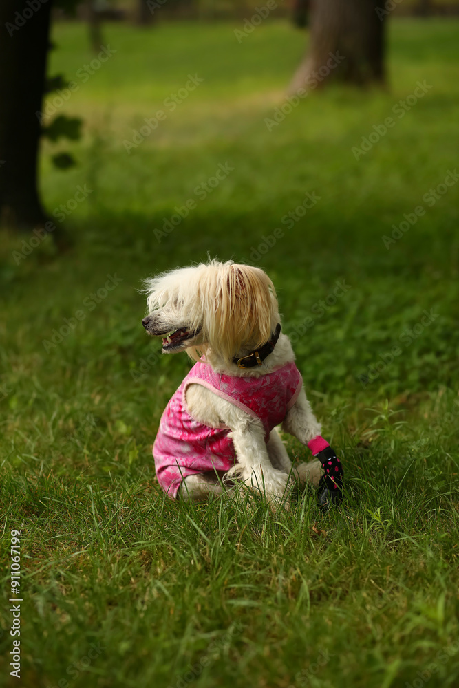 Portrait of a chinese crested dog lying in the summer park Portrait of a chinese crested dog lying in the summer park