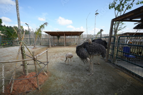 The ostrich (Struthio camelus) is a distinctive and remarkable bird, known for its immense size, speed, and unique adaptations 