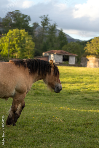 Picos de Europa (Asturias)