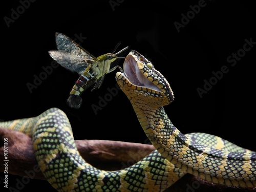 Pellucid hawk moth Checking teeth Wagleri viper snake photo