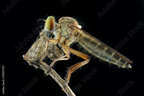 Bild auf Leinwand Robberfly with pret on a black background