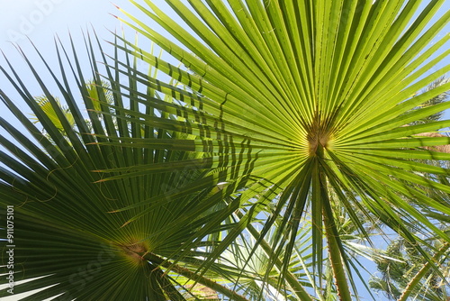 fresh green palm leaves texture