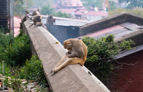 Monkeys at the Pashupatinath temple complex on Bagmati River, Kathmandu Valley photo