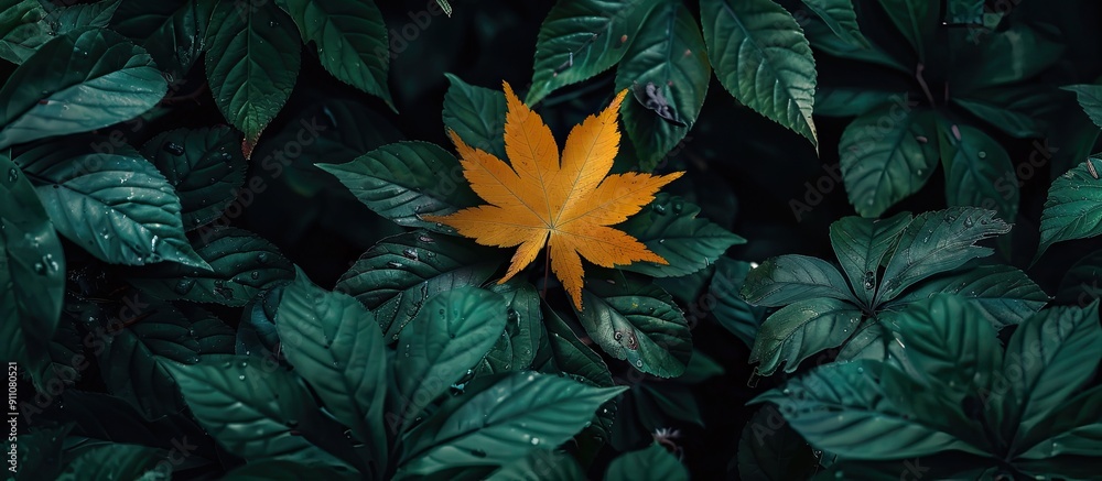Fototapeta premium Early Autumn vibes with a stunning yellow maple leaf contrasting against the lush greenery representing the seasonal transition with a vivid copy space image