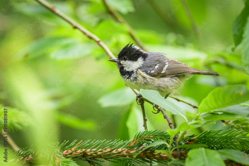 Obraz premium A Coal Tit looking for food in a tree