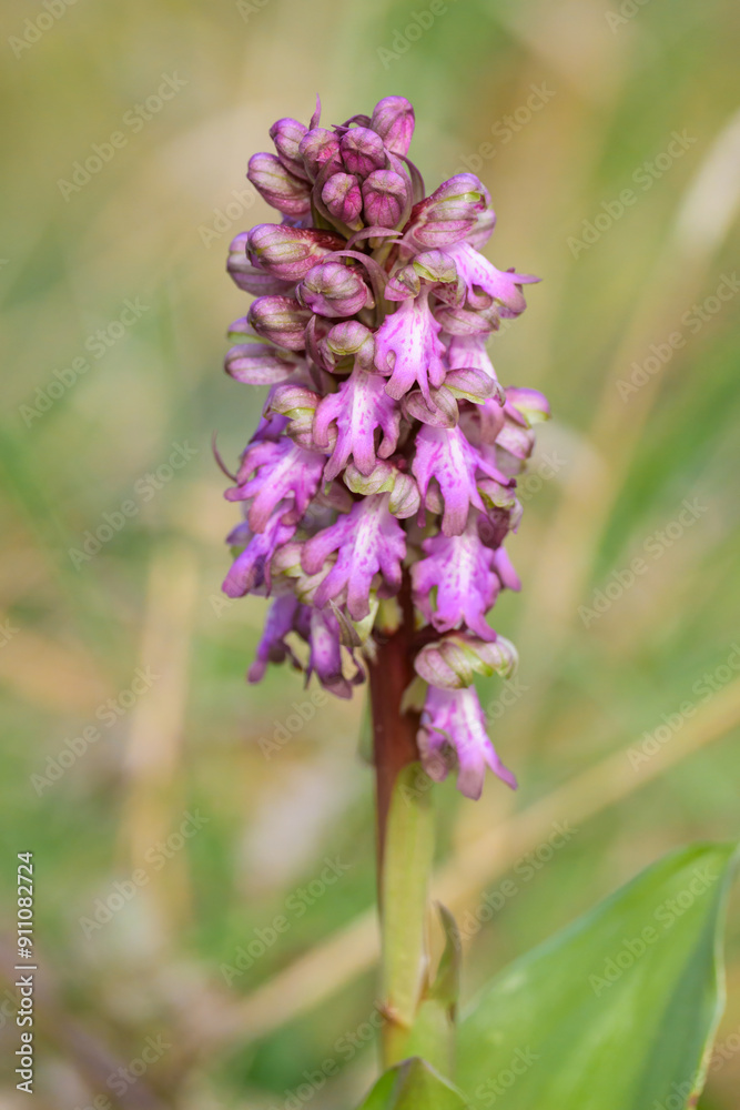 A Giant Orchid flowering in a meadow A Giant Orchid flowering in a meadow