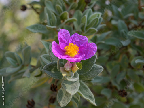 A flowering grey leaved cistus in springtime