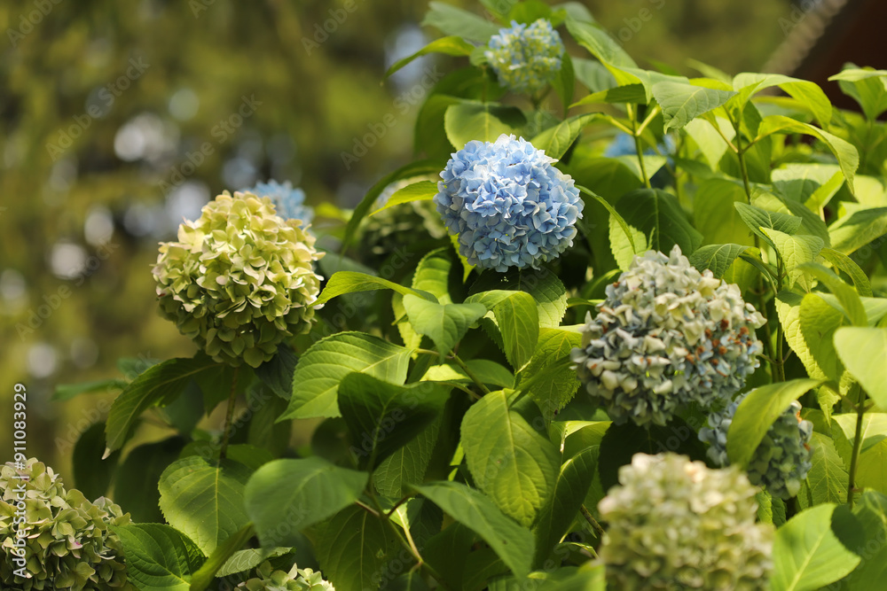 Close up of a plant, Hydrangea