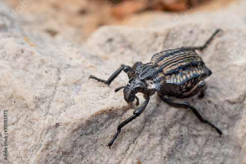 A Garlic Weevil beetle on a rock photo