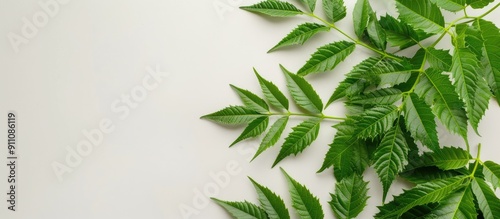 Neem leaves extract on a white backdrop with copy space image known as Margosa an Ayurvedic remedy photo