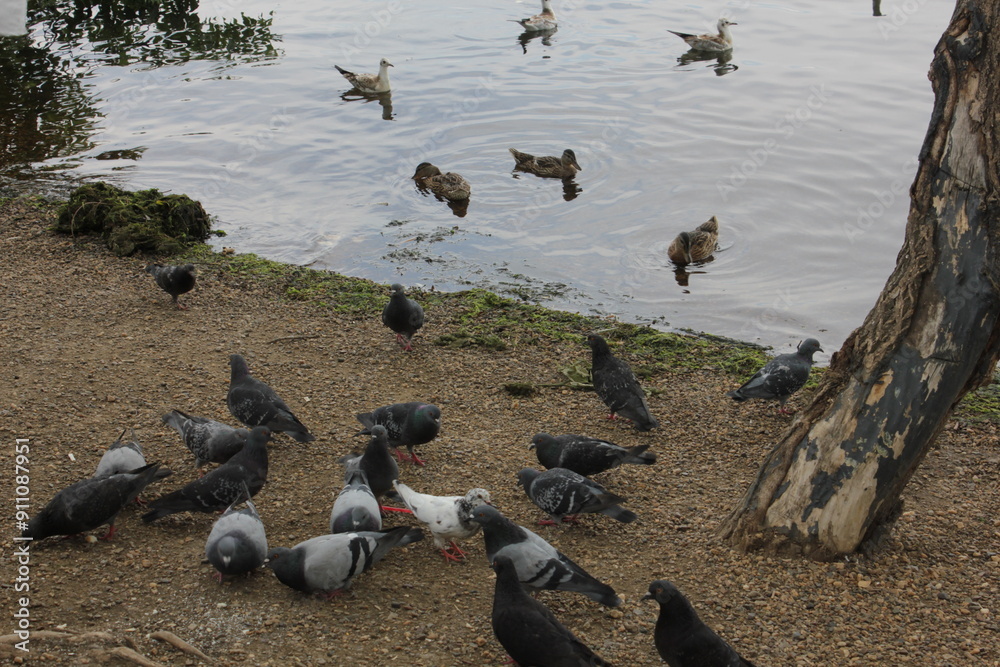 Fototapeta premium group of seagulls