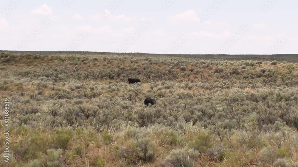 Cattle grazing on the open range in Idaho among sagebrush and weeds, Cattle grazing on the open range in Idaho among sagebrush and weeds,