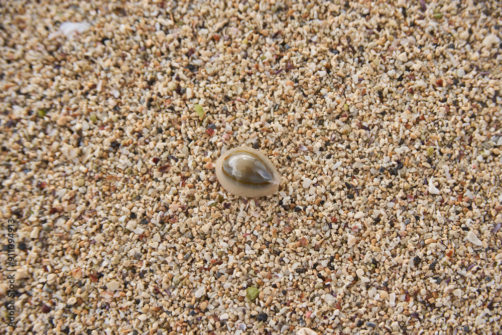 Monetaria moneta, common name the money cowrie, is a species of small sea snail on the sandy beach Monetaria moneta, common name the money cowrie, is a species of small sea snail on the sandy beach