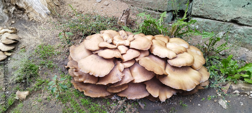 Oyster mushrooms  on a garden background growing by the tree,France.  Bunch of oyster mushroom. Source of beta glucan. Protein photo