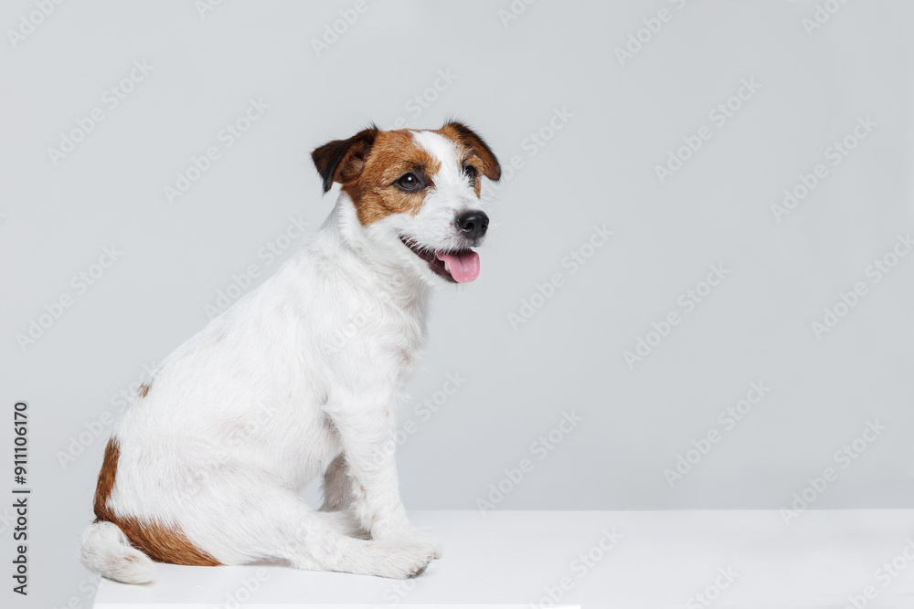 Portrait happy puppy of Jack Russell Terrier on gray background. Free space for text. Wide angle horizontal wallpaper or web banner. Portrait happy puppy of Jack Russell Terrier on gray background. Free space for text. Wide angle horizontal wallpaper or web banner.