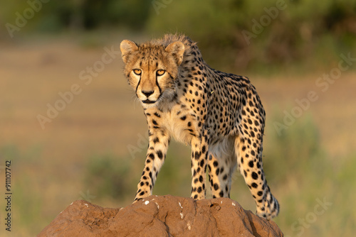 Cheetah (Acinonyx jubatus). Young cheetah sitting on a termite hill in warm light in the late afternoon in Mashatu Game Reserve in the Tuli Block in Botswana     